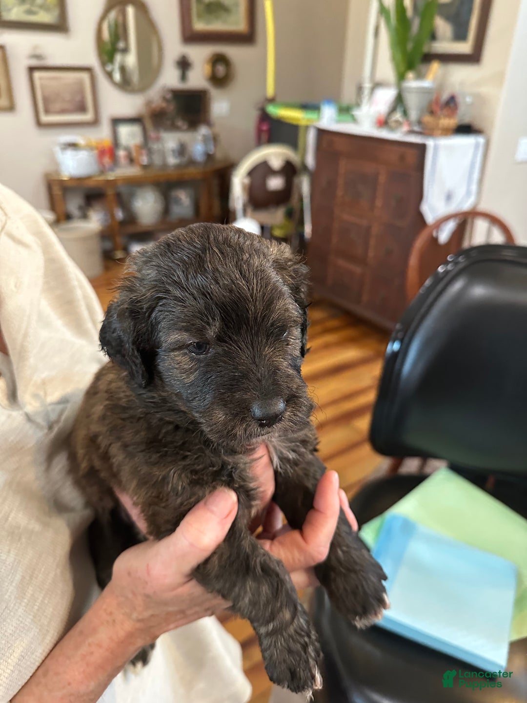 Mixed Breed dogs for sale: Male # 6 English Shepherd Doodle  - Ad 3