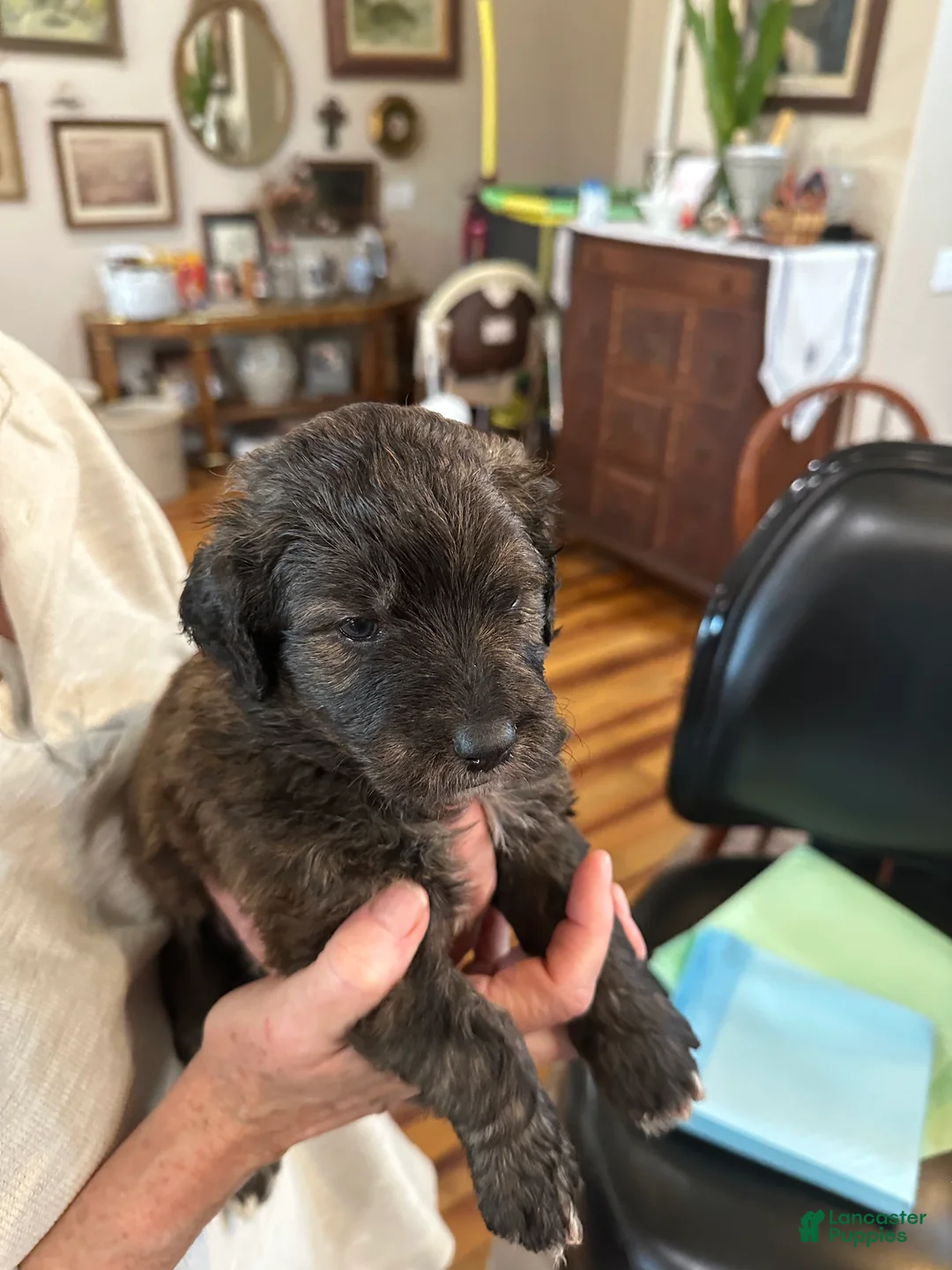 Mixed Breed dogs for sale: Male # 6 English Shepherd Doodle  - Ad 3