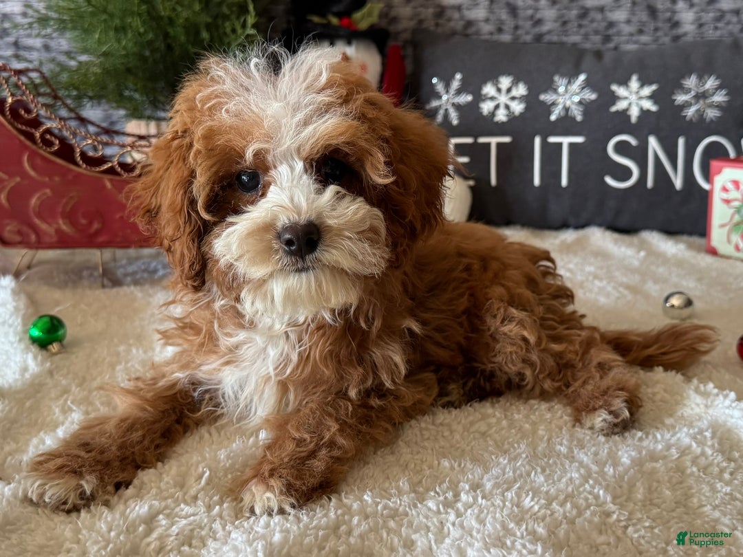 Cavapoo dogs for sale: Ned - Ad 3