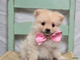 Pomeranian dogs Baby Girl - Ad 29