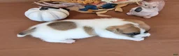 Jack Russell Terrier dogs for sale: Noxx purebred JRT - Ad 5