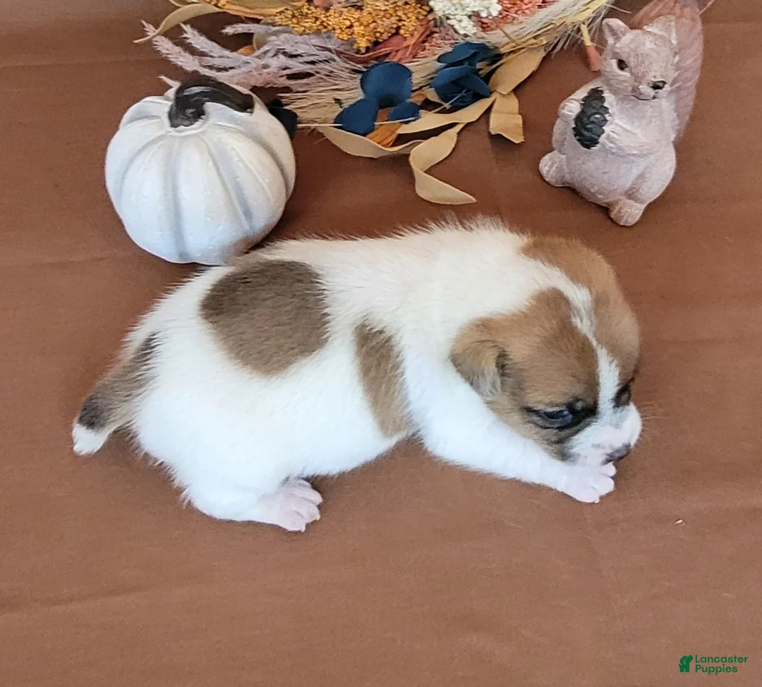 Jack Russell Terrier dogs for sale: Noxx purebred JRT - Ad 5