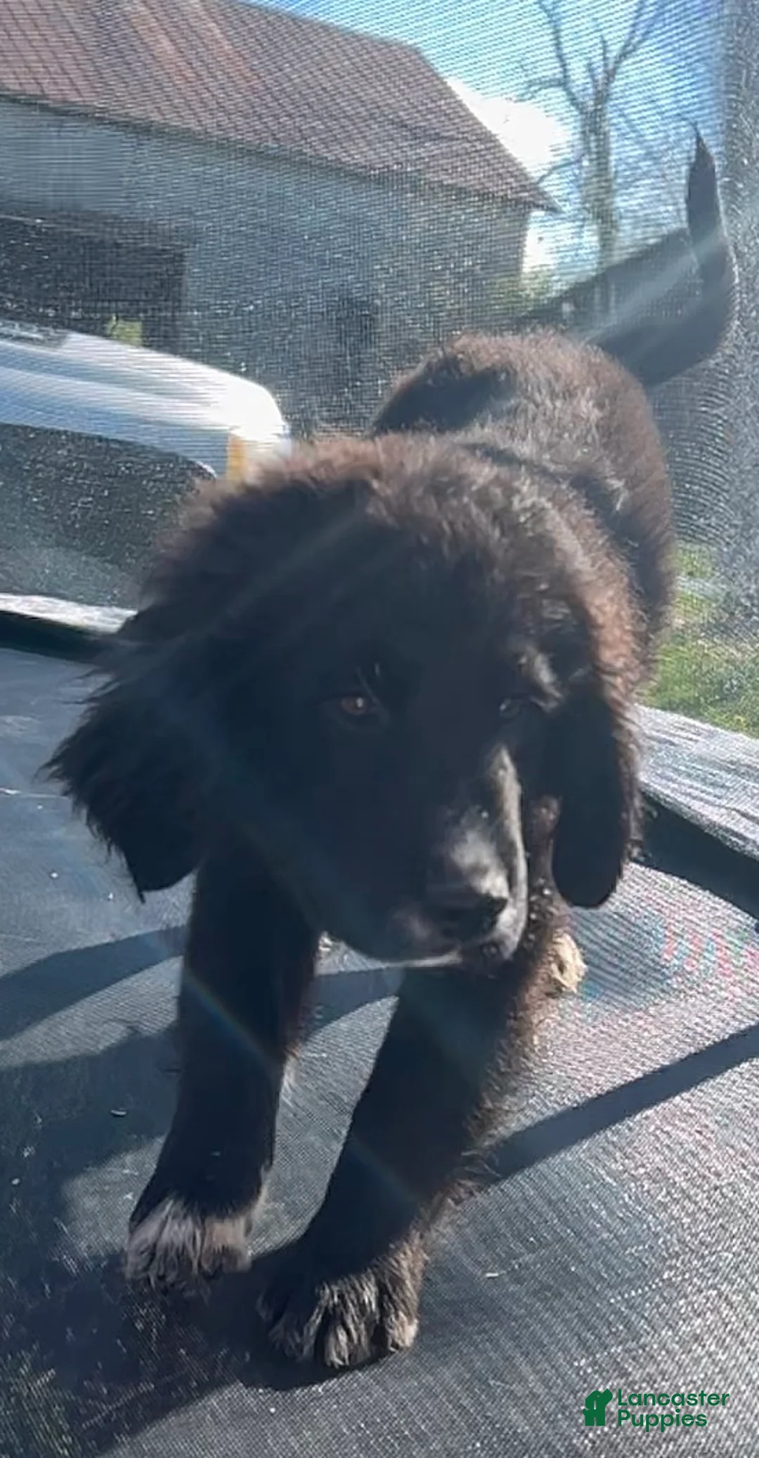 Mixed Breed dogs for sale: Elvis - Ad 2