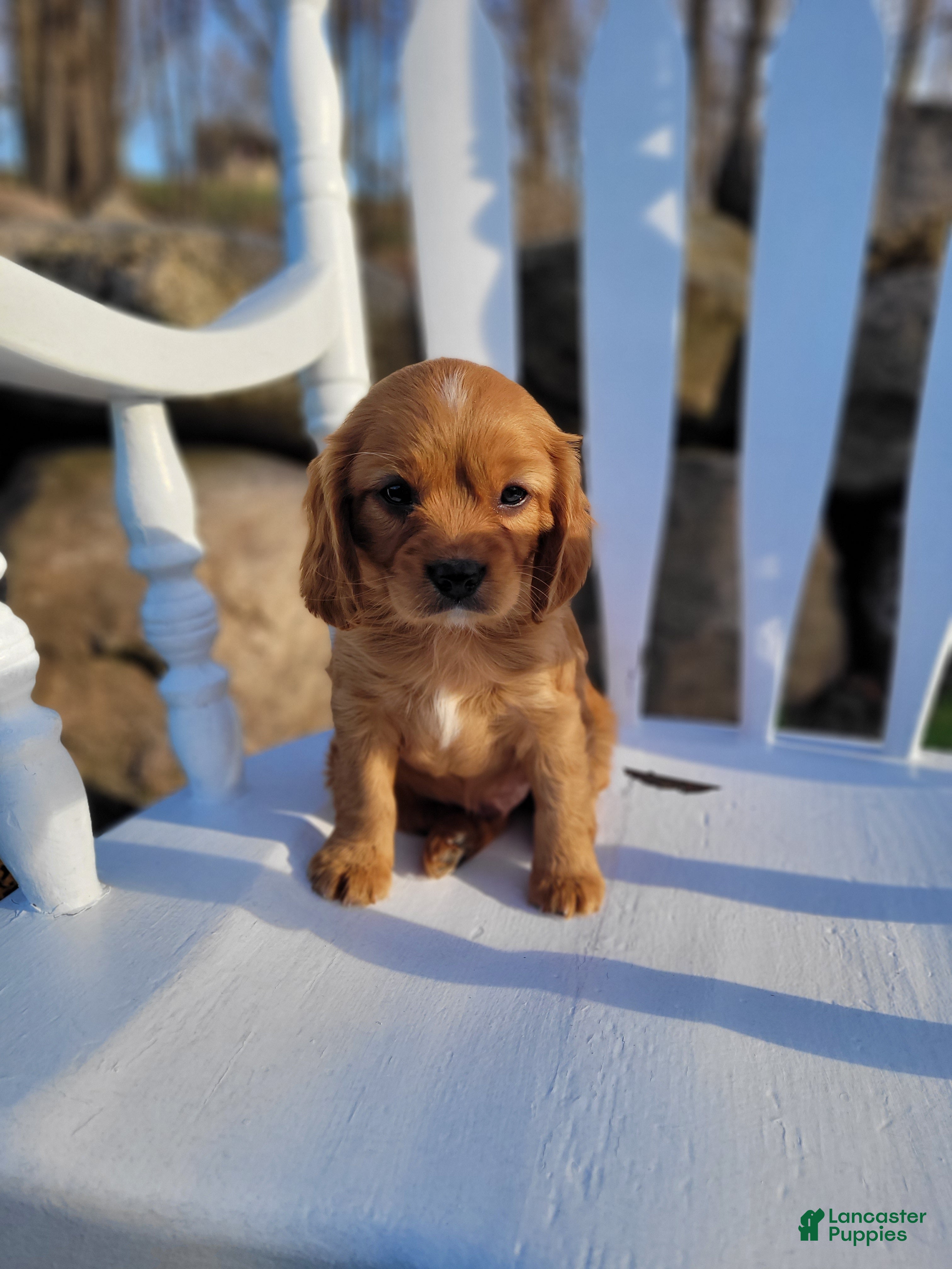 Cavapoo dogs Cavapoo Puppy 3 - Ad 2