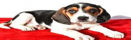 Beagle dogs for sale: Marie - Ad 9