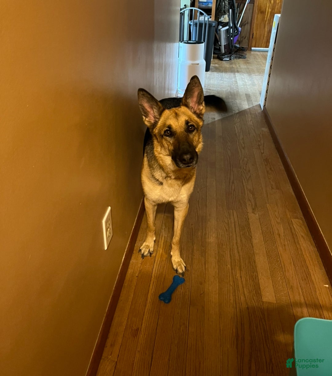 German Shepherd dogs for sale: Vixen - Ad 4