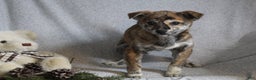 Mixed Breed dogs for sale: Luna - Ad 8