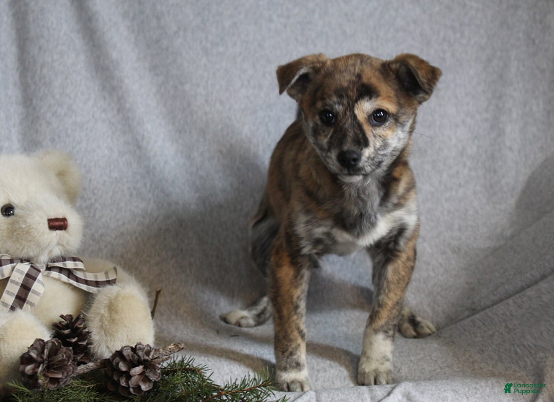 Mixed Breed dogs for sale: Luna - Ad 8