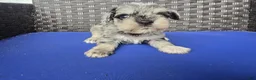 Miniature Schnauzer dogs for sale: Romolo - Ad 4