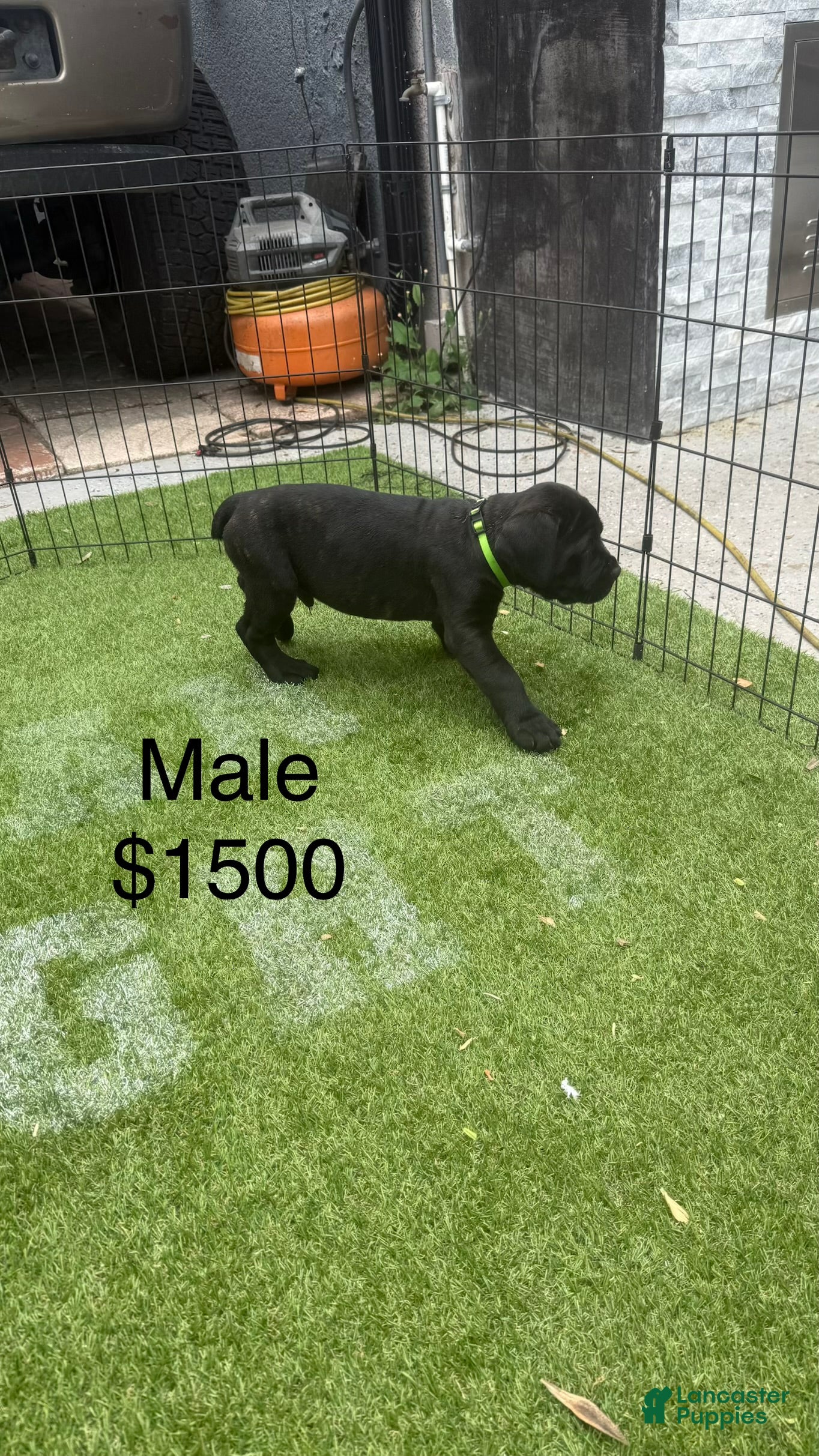 Cane Corso dogs Cane Corso Puppy 2 - Ad 36