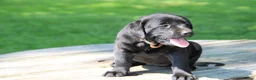 Labrador Retriever dogs for sale: Mandy - Ad 1