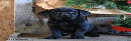 Labrador Retriever dogs for sale: Royal - Ad 5