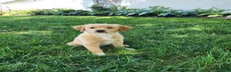 Mixed Breed dogs for sale: Nova - Ad 3