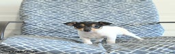 Toy Fox Terrier dogs for sale: Barry - Ad 4