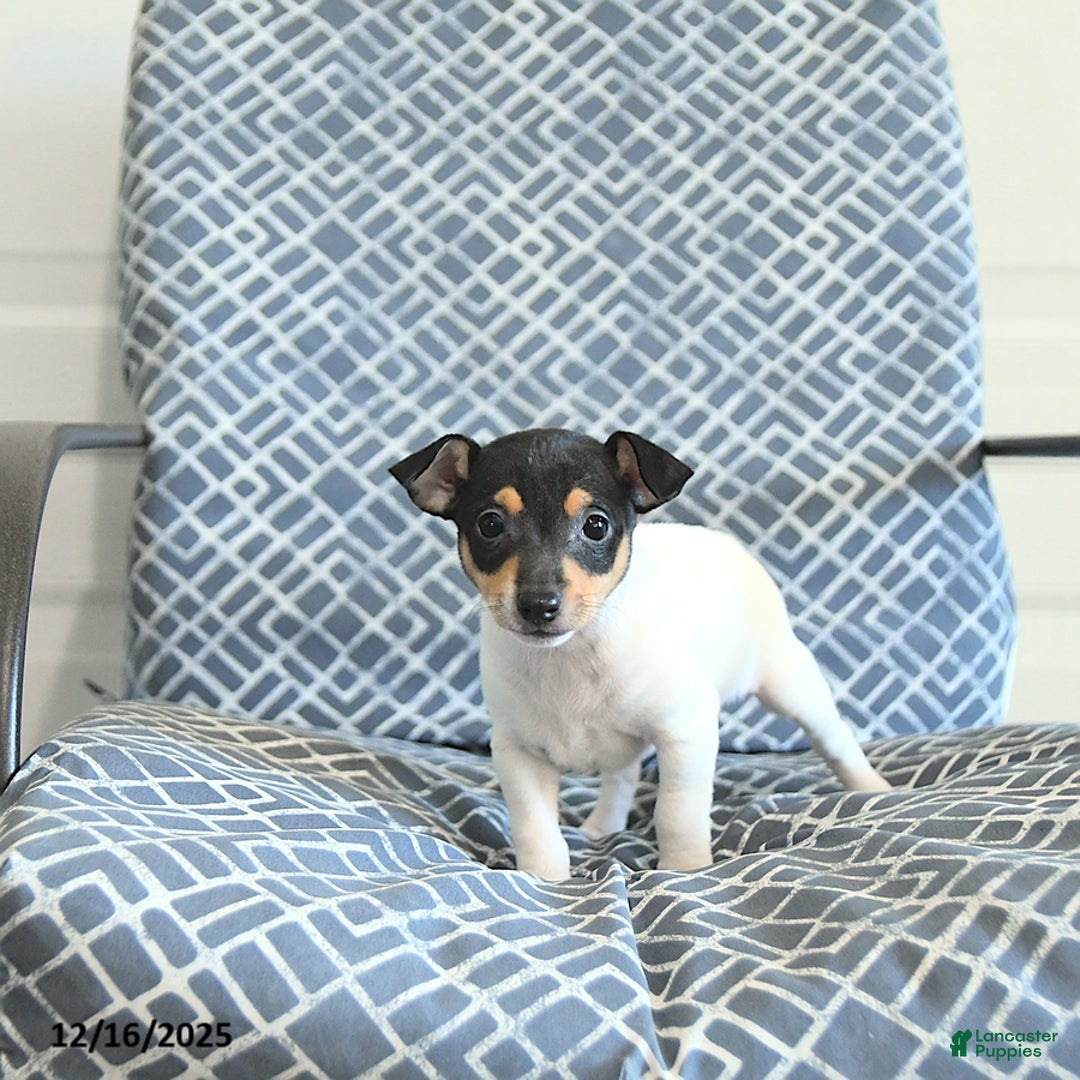 Toy Fox Terrier dogs for sale: Barry - Ad 4