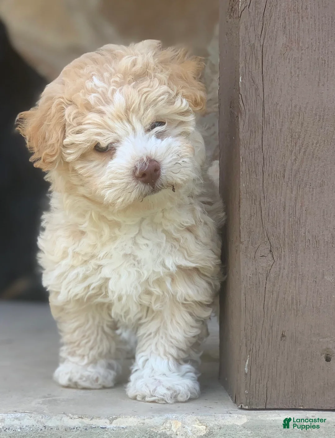 Gallery Image {{count}}