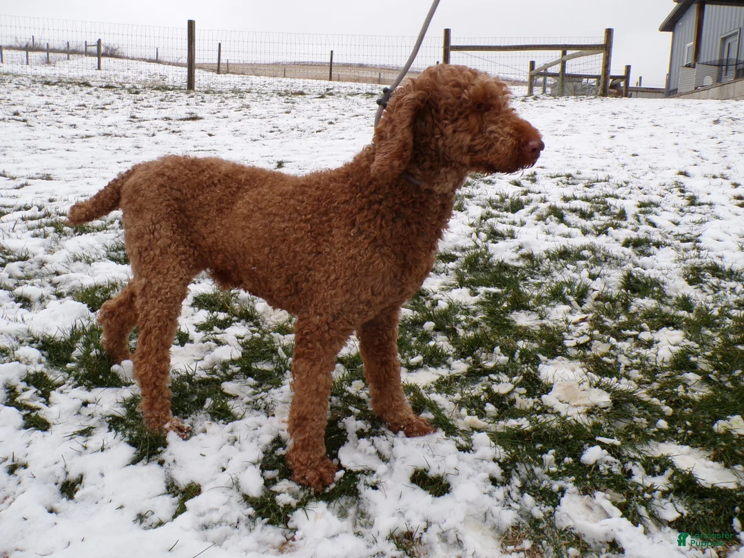 Standard Poodle dogs for sale: Standard Poodle Puppy 1 Cody - Ad 2