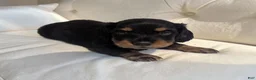 Miniature Dachshund dogs for sale: Blake - Ad 1