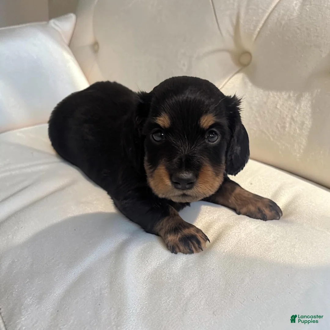 Miniature Dachshund dogs for sale: Blake - Ad 1