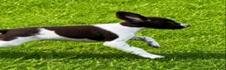 Brittany Spaniel dogs for sale: Hank - Ad 3