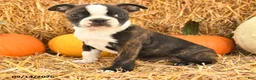 Boston Terrier dogs for sale: Randy - Ad 2