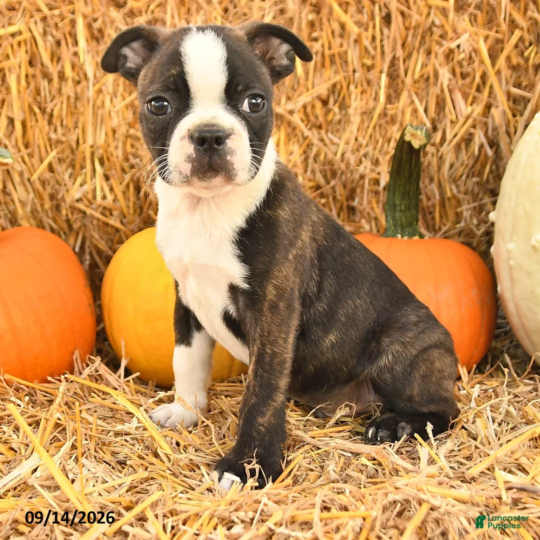 Boston Terrier dogs for sale: Randy - Ad 2