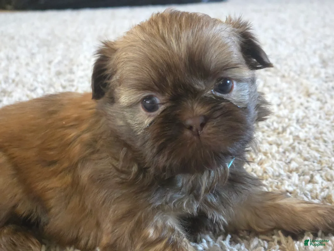 Shih Tzu dogs for sale: Buddy  - Ad 2