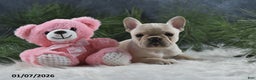 French Bulldog dogs for sale: Amber - Ad 2