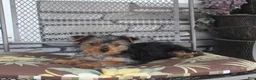 Yorkshire Terrier dogs for sale: Pluto - Ad 3