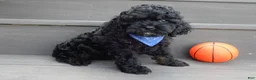 Cockapoo dogs for sale: Smokey - Ad 3