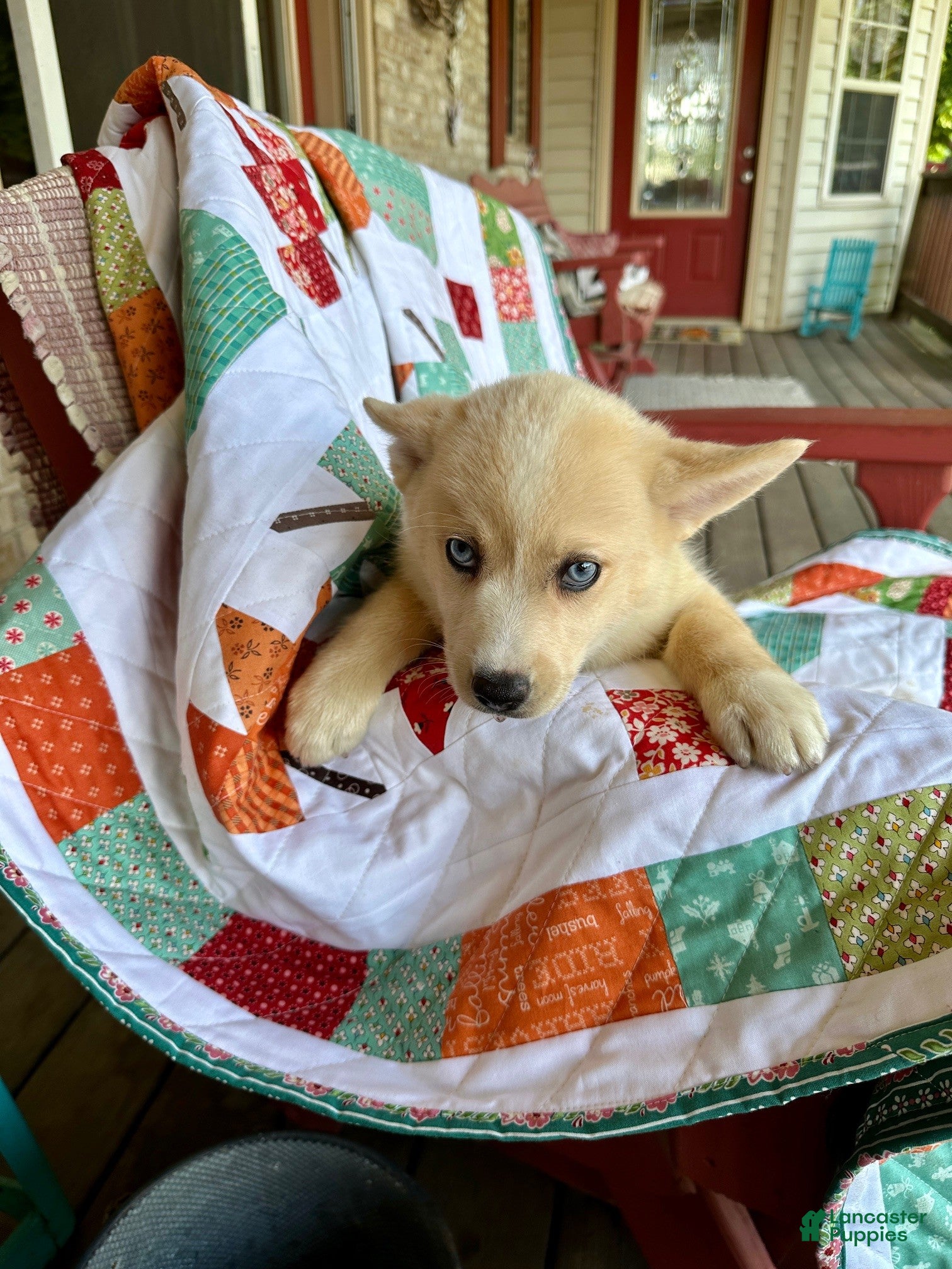 Pomsky dogs for sale: Cheeto - Ad 4