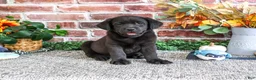 Labrador Retriever dogs for sale: Topaz - Ad 5