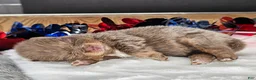 Pomeranian dogs for sale: Pepper's Smooth Criminal - "Annie" - Ad 23