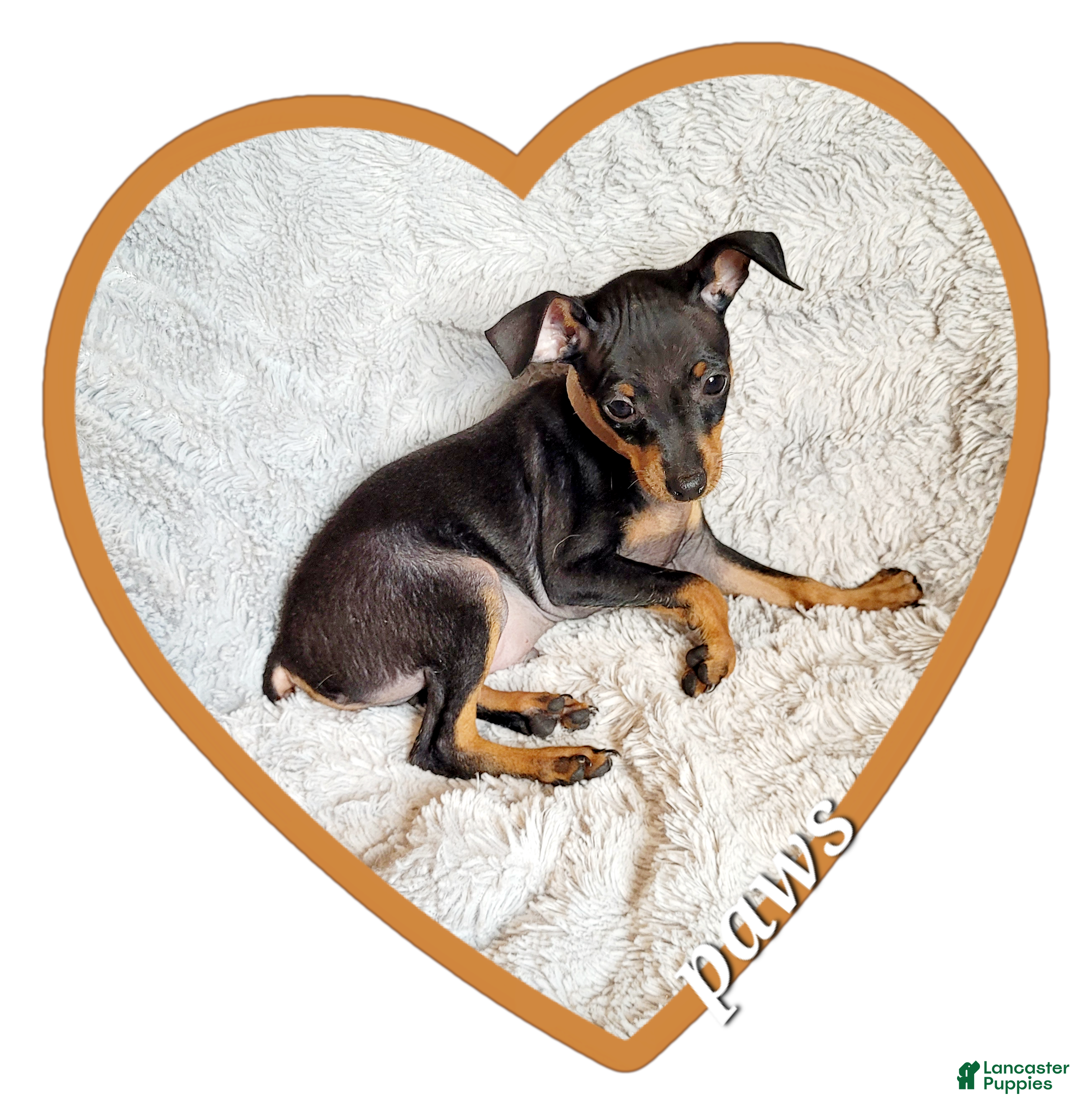 Miniature Pinscher dogs Paws 🐾  - Ad 26