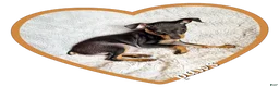 Miniature Pinscher dogs for sale: Paws 🐾  - Ad 1