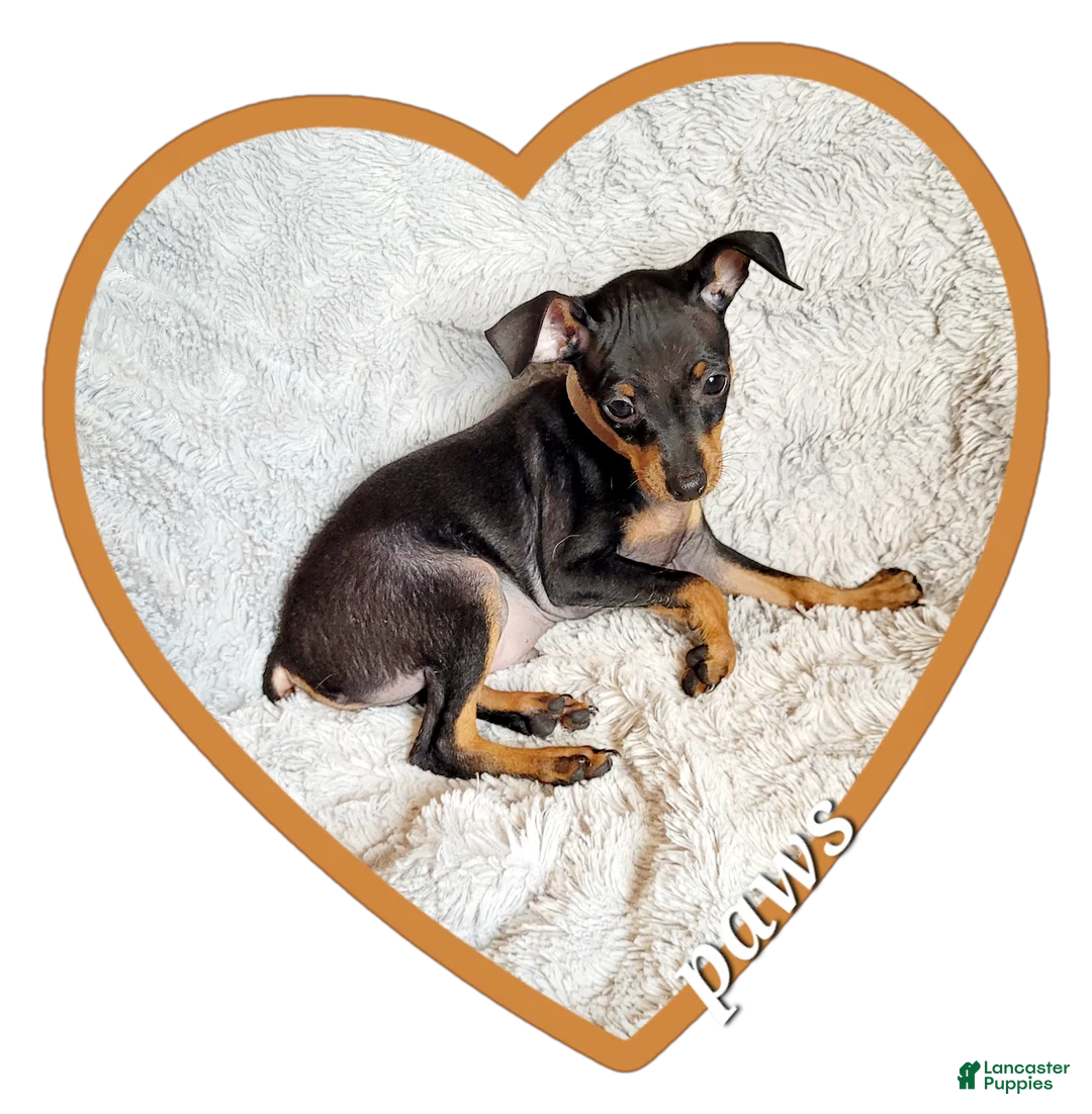 Miniature Pinscher dogs for sale: Paws 🐾  - Ad 1