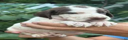 German Shorthaired Pointer dogs for sale: German Shorthaired Pointer Male 1 - Ad 4