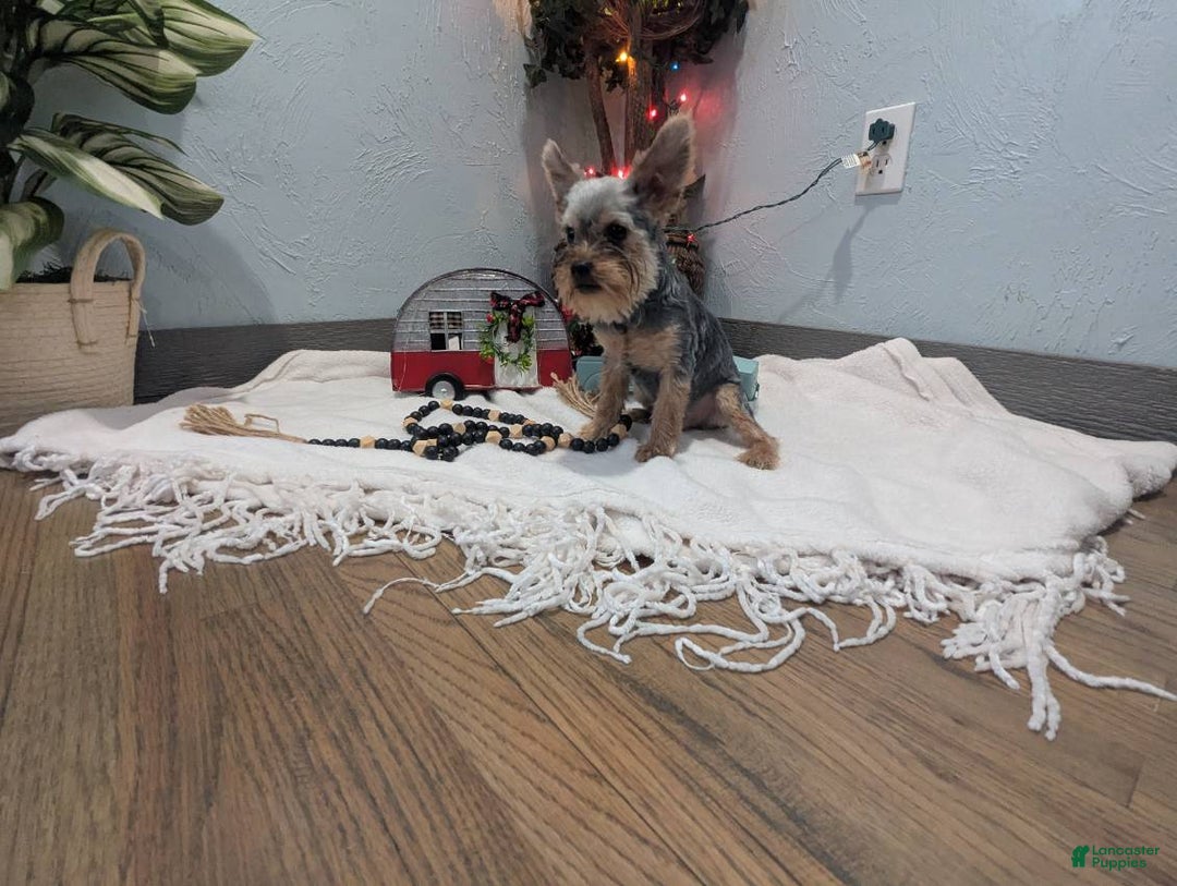 Yorkshire Terrier dogs for sale: Mike - Ad 11