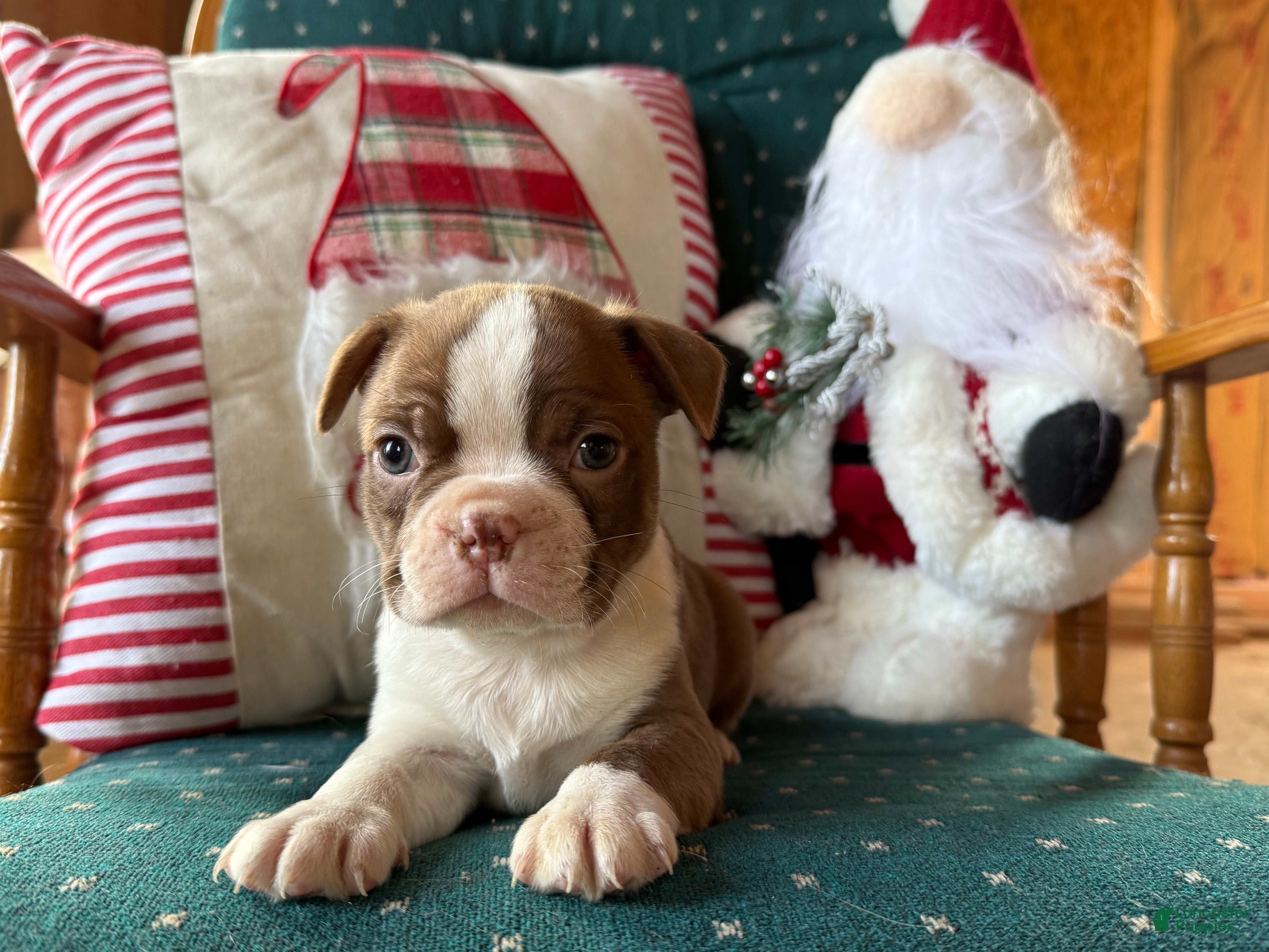 Boston Terrier dogs Eggnog - Ad 2