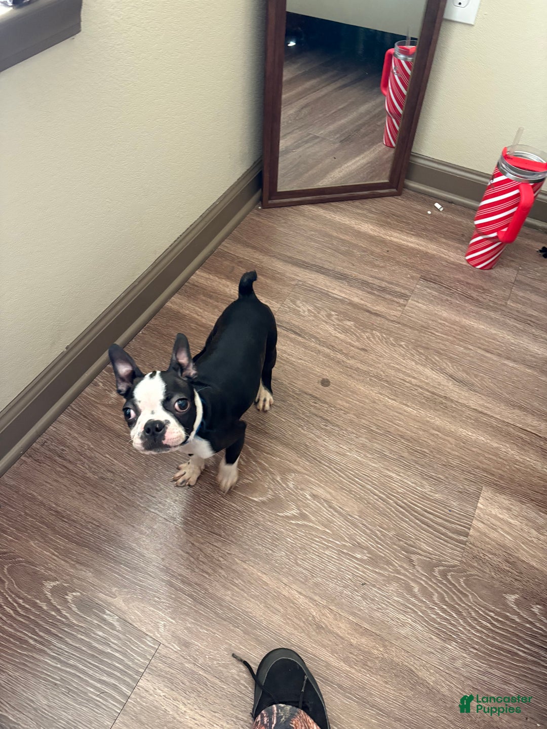 Boston Terrier dogs for sale: Boston Terrier Puppy 1 - Ad 2