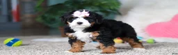 Mini Bernedoodle dogs for sale: Sapphire - Ad 3