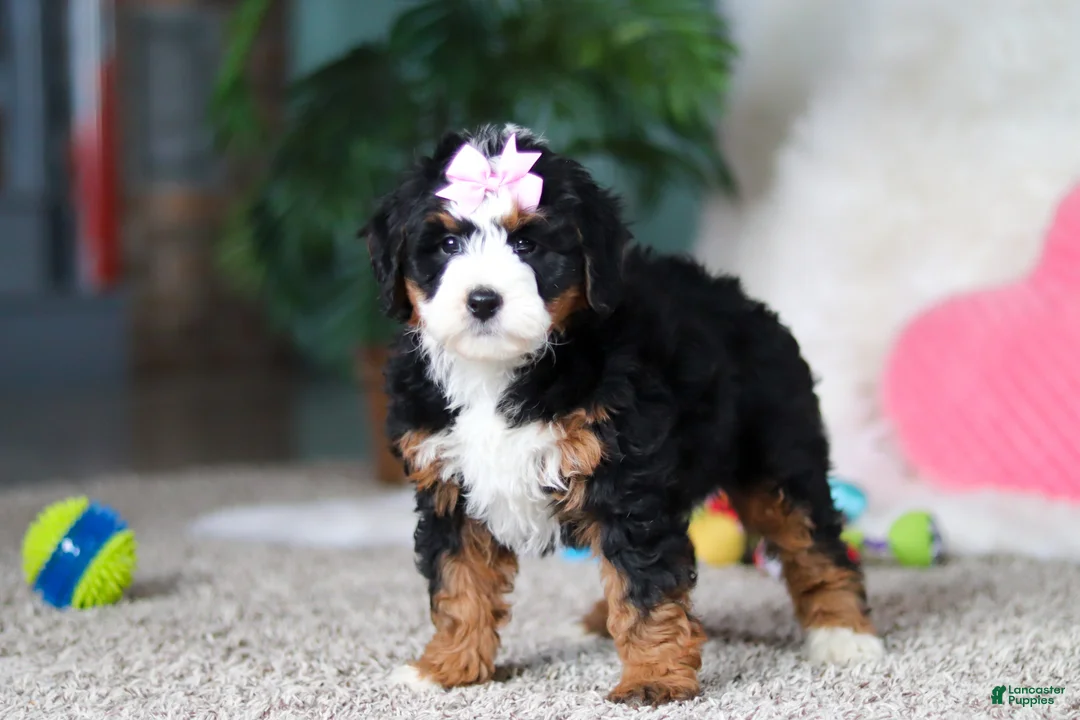 Mini Bernedoodle dogs for sale: Sapphire - Ad 3