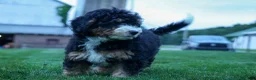 Mini Bernedoodle dogs for sale: Yandel 🦴 - Ad 4