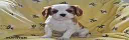 Cavalier King Charles Spaniel dogs for sale: Pluto - Ad 4