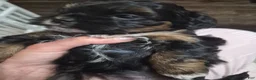 Mixed Breed dogs for sale: Mixed Breed 2 - Ad 10