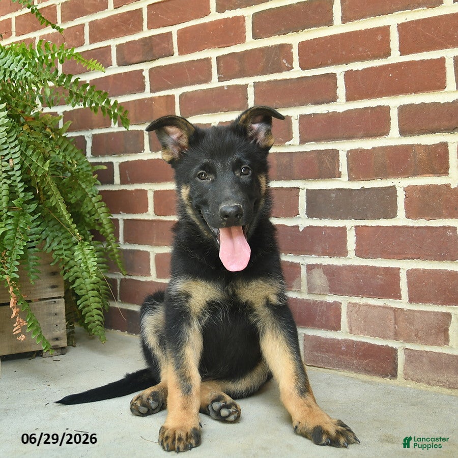 German Shepherd dogs Bennet - Ad 1