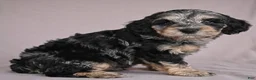 Cockapoo dogs for sale: Barney - Ad 3