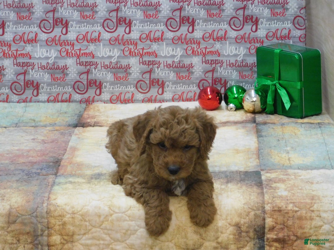 Goldendoodle dogs for sale: Mini Rusty - Ad 5