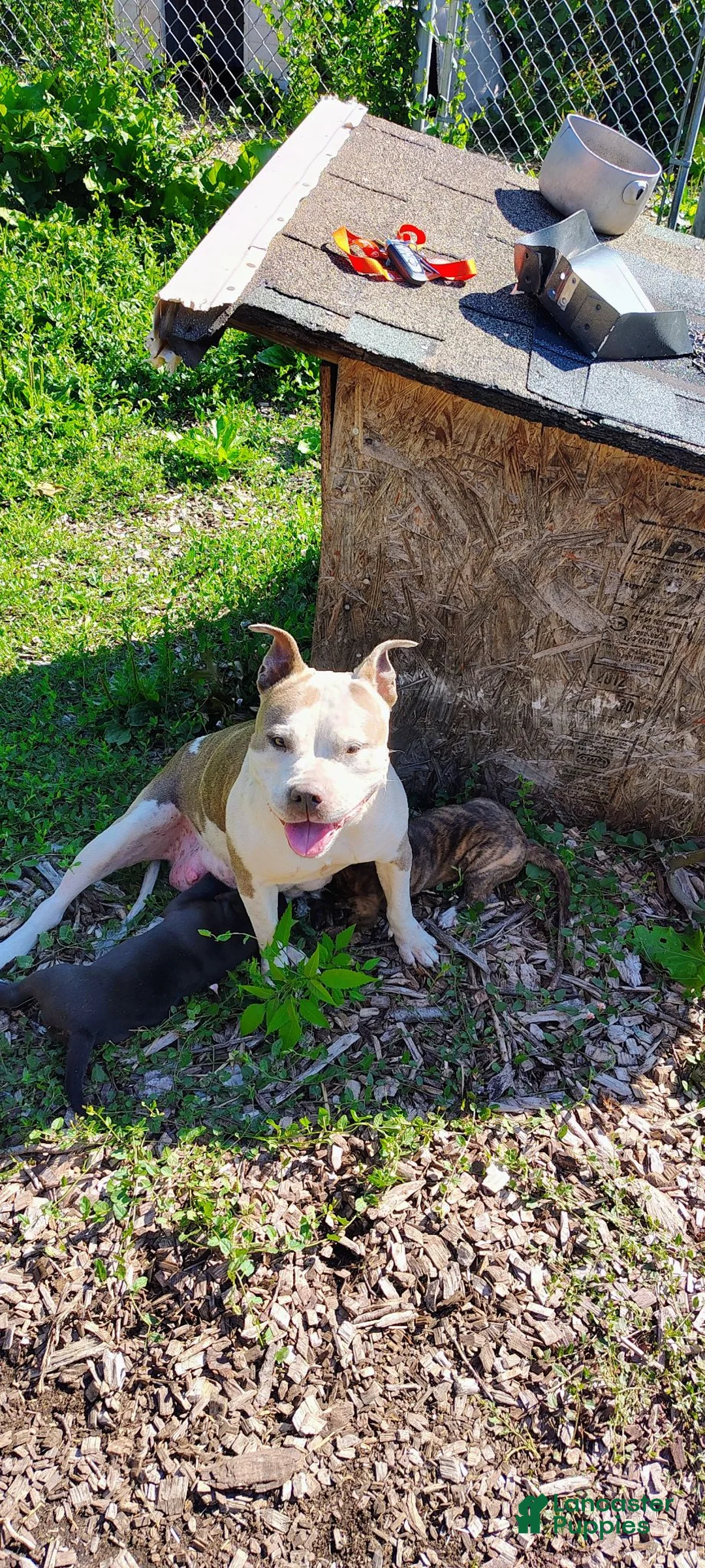 Mixed Breed dogs for sale: Mixed Breed 2 - Ad 2