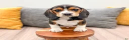 Beagle dogs for sale: Spot - Ad 2